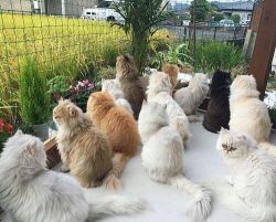 cutencats:  Cats’ party :) @cutencats