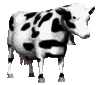 cow