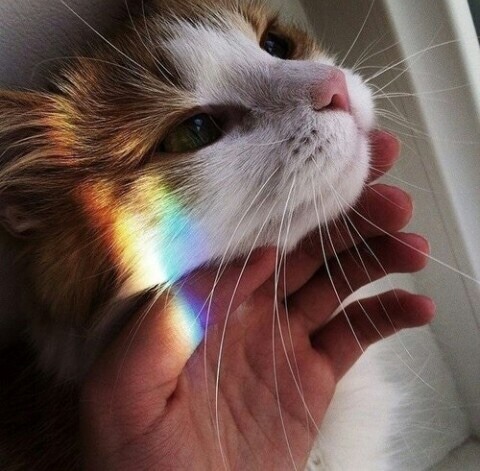 kittens-jpg:  rainbow cats moodboard🌈