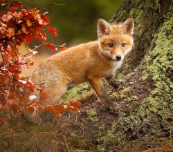 beautiful-wildlife:  Fox by Robert Adamec 