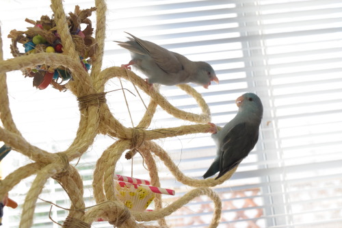 flock-talk:  Zeebs doesn’t share  hoWDARE