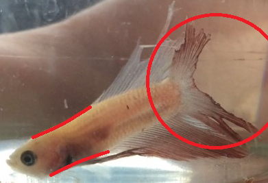This Is Literally No Way To Treat Any Animal, And Its Completely Avoidable.
