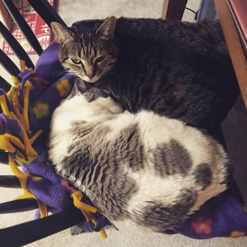 chocolatequeennk:Smokey and Ginny, chillin’ on a dining room chair. #catsofinstagram