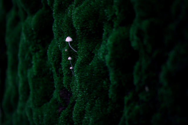 90377:  untitled by ~ LadyMorwen on Flickr. 