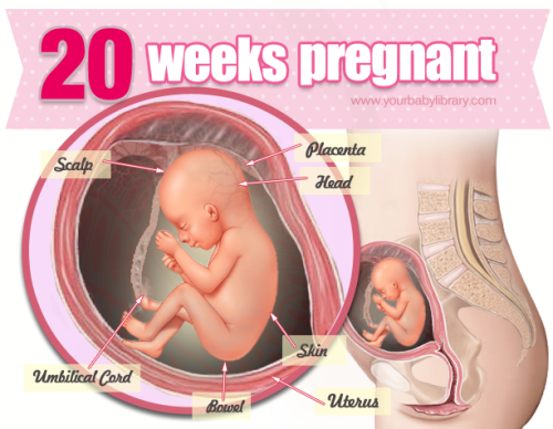 You’re 20 weeks pregnant and you’re now about half way through your pregnancy! Your baby is ar