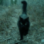 shadowyheartpeanut