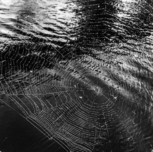 spiderwebs
