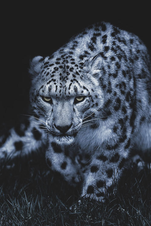 moussepherisdead:  Smh that evil tiger in kung fu panda