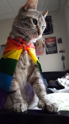 jesscallmedaddy: a champion of justice 🏳️‍🌈