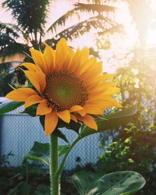 Good morning sunshine!. . . . #sunflower #goodmorning #garden #viewtt #ttunseen #pathfinderstt #tr