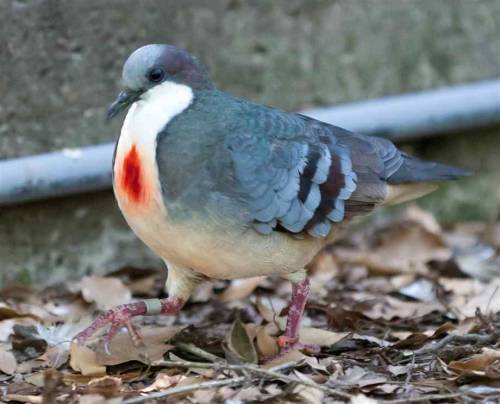 sixpenceee:The Luzon bleeding-heart is a secretive dove that is named for the red spot on its breast