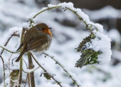 pagewoman:    Robin in the snow ~ Karen Bangs