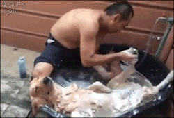 4gifs:  Relaxing bath [video]  the dog was