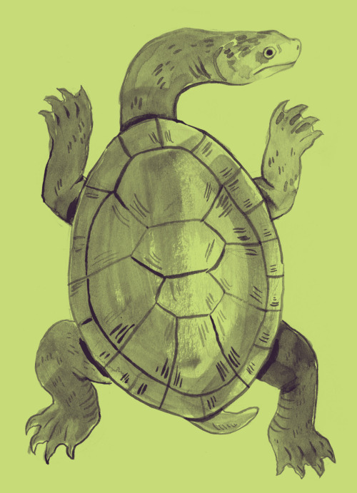 Day 24 - Shelled (Snake-Necked Turtle)