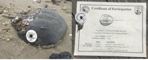 Apparently If You Find A Tagged Horseshoe Crab And Report It To Fish And Wildlife Theyll Send You A Certificate