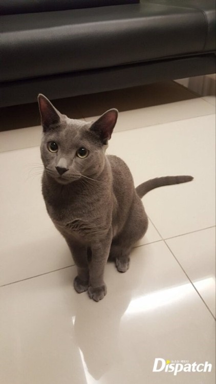 ifntsoo: Myungsoo’s cat named Byeoli (which means “star”)