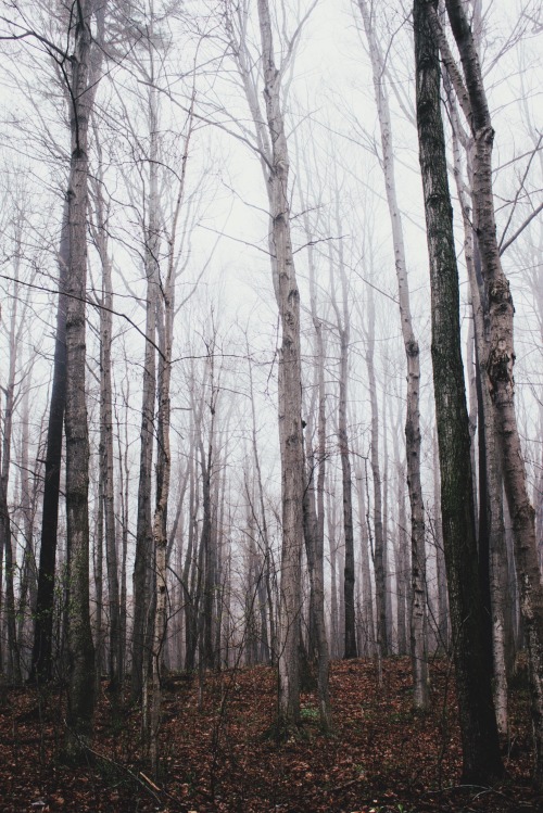 without-roots:spring means foggy mornings and happy hearts