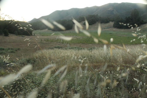 Landscape scenes from a pristine Southern California Oak Savanna habitat, hiked to off the Ortega Hi