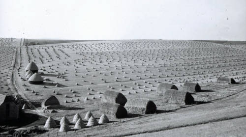 125534:“ Here’s a photo from the early 1950’s which was taken on the farm I grew  up on. My dad worked on it for many years and its on the South Downs in  East Sussex. I’m probably stating the obvious, but just in case you’re  wondering. The