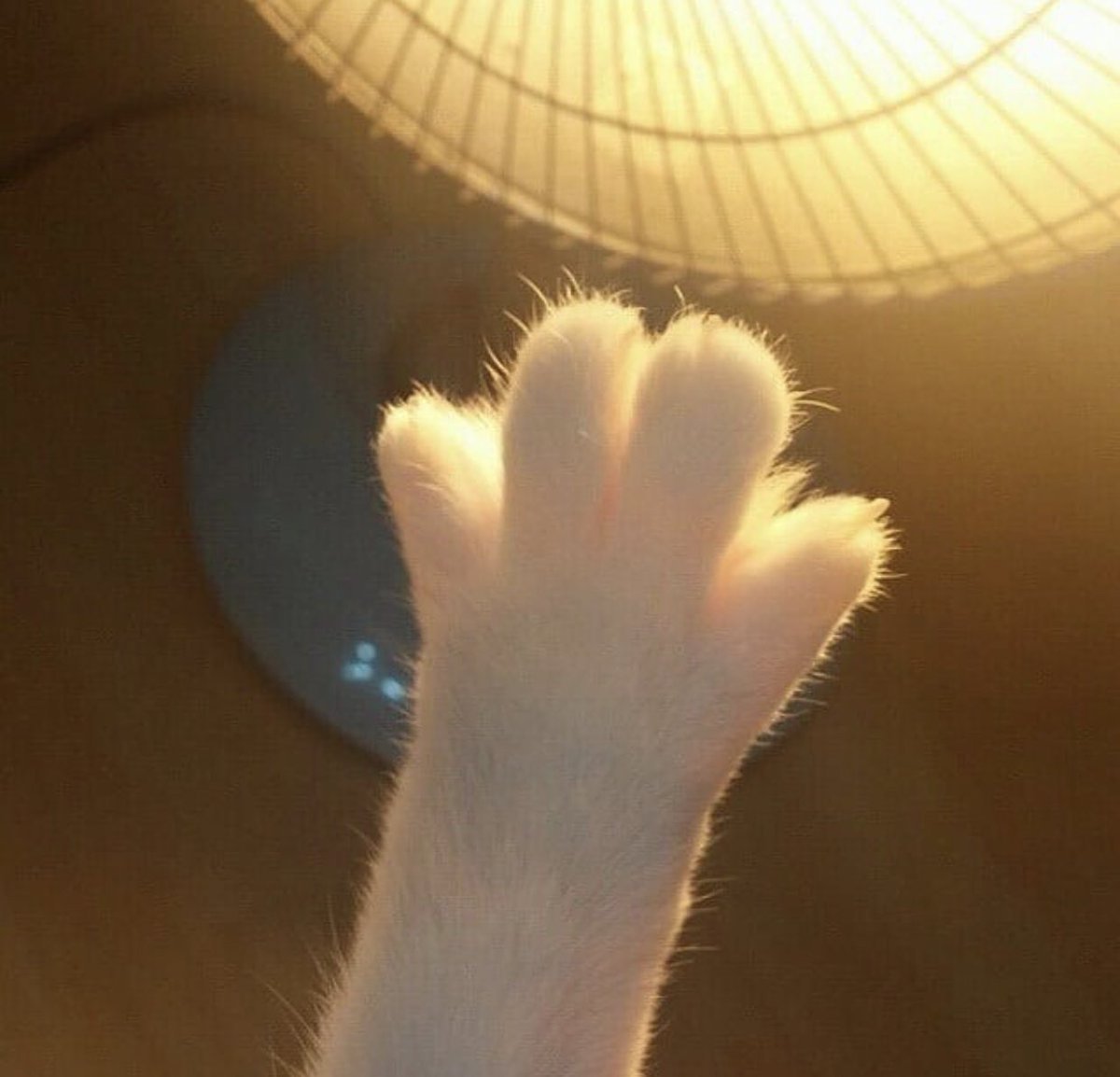 kitty & cat posts / memes