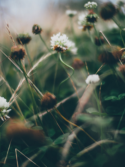 floralls:    by t*tomorrow    