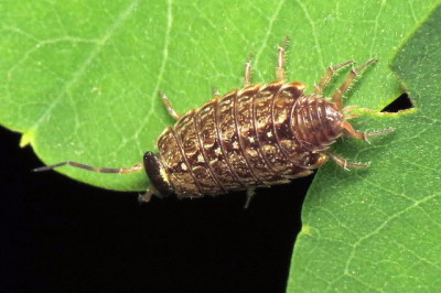 woodlice plushie
