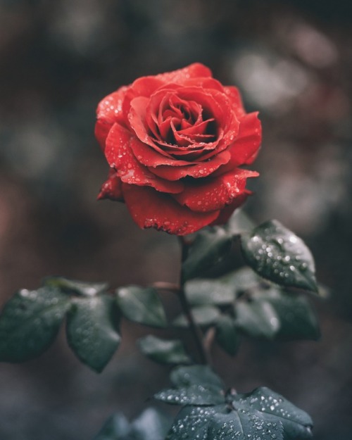 moody-nature:Rose | By Ameen Fahmy