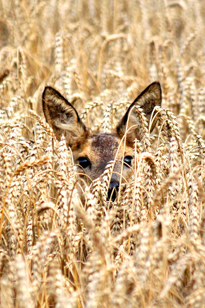 earthdaily:  senerii: Catch her in the rye by~ Ger Bosma