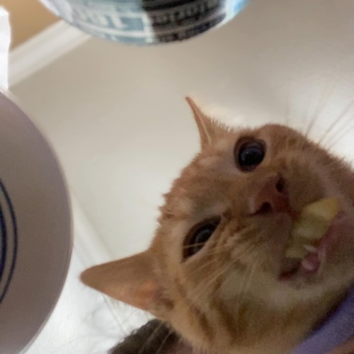 A Whole 30 Second Screenshot Sequence Of My Cat Eating A French Fry.
