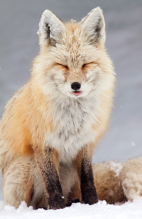 walkingfoxiest:            a post where I explain with images how foxes are the best