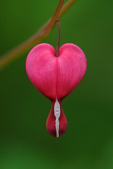 catchingtearsinrain:Bleeding Heart Flowers.