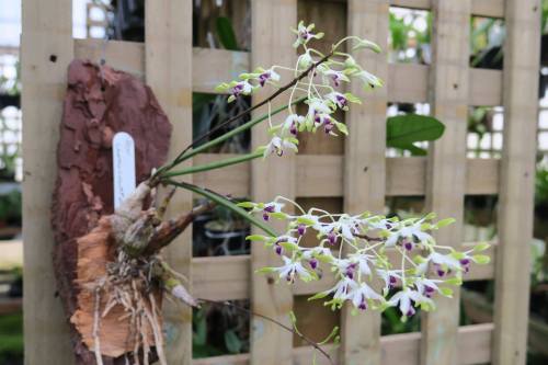 Dendrobium canaliculatum.Orchidaceae: Dendrobiinae.By Warren Brooks. [x]