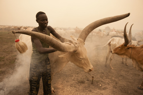 unrar:   Ash is rubbed on cattle to keep mosquitos and flies away, Sudan, George