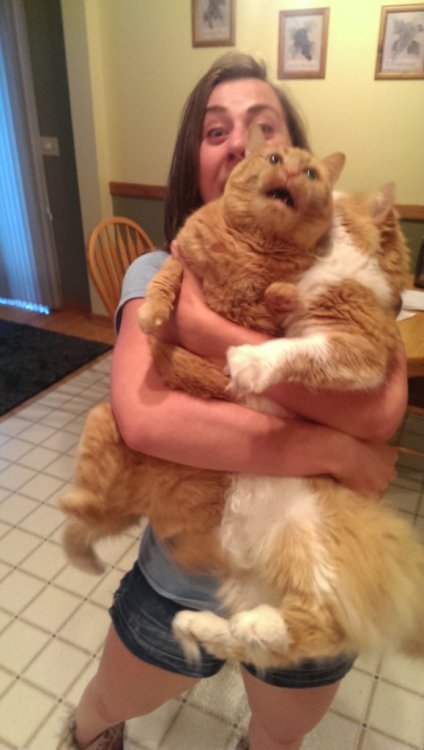 catsamazing:My girlfriend attempted to hold both of her cats at once, it deteriorated quickly. 