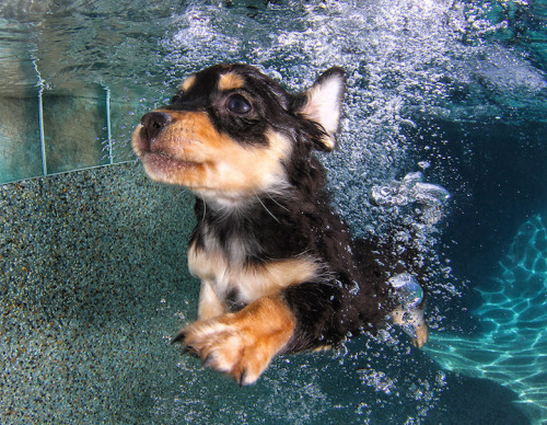 mymodernmet:  Seth Casteel, the photographer behind Underwater Dogs, is back with the adorable series Underwater Puppies (available at Barnes & Noble). Casteel, who taught over 1500 puppies how to swim, hopes to raise awareness of rescue and adoption