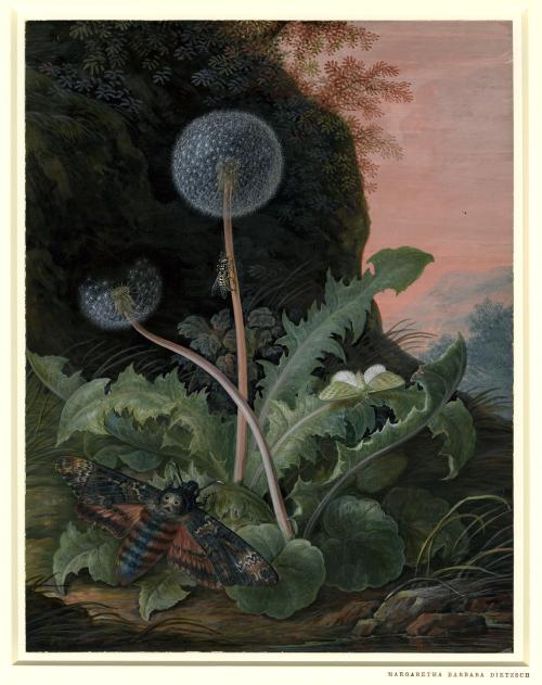  Dandelion with insects (1741-1784) by Margaretha Barbara Dietzsch. Watercolour and bodycolour, on v