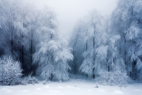 candycoloratura: odditiesoflife: White Winter Wonderland Winter can be as beautiful as it is frigid 