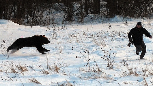 How to survive a bear attack
With bear attacks on the rise in many parts of the world, here’s a look at how to meet a black, brown or polar bear and come out alive.