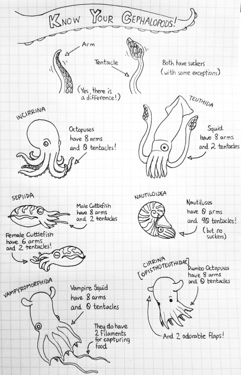 ketrinadrawsalot:Know Your Cephalopods!