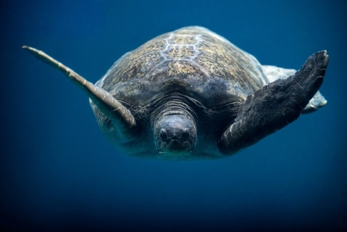 Ласты черепахи. Самая большая морская черепаха. Океанариум Монтерей Бэй. Повесть о морской черепахе. Морская черепаха в аквариуме.