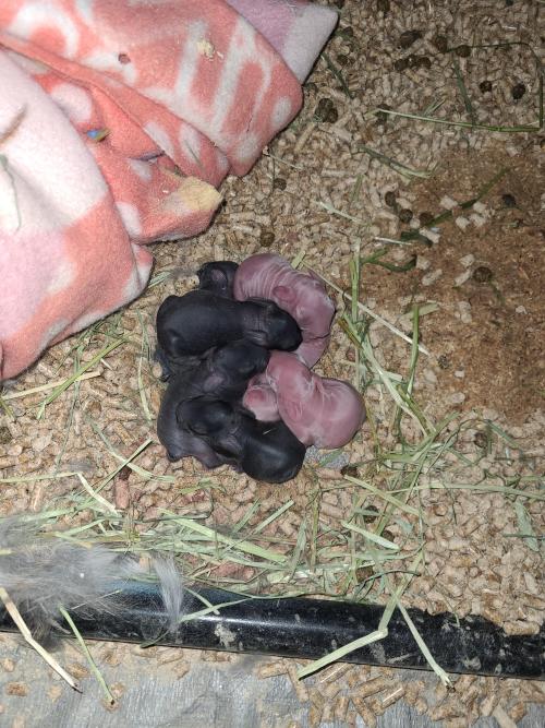 Accidental litter! One of my rabbits was incorrectly sexed! Any tips for caring for them?