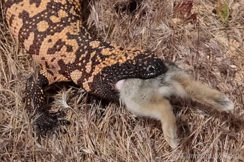 maddaddy316: Gila Monster. Eating Cottontail Rabbit.