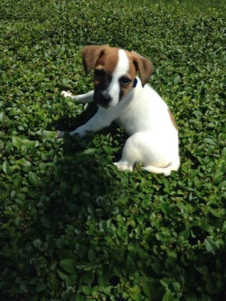 handsomedogs:  This is Leonardo Calcio  the