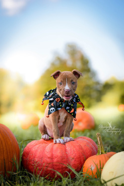 achoirofcritters:  Jolene is an amazingly good, well-behaved model.Shout out to this little lady and keeping my fingers crossed that my pictures help her get adopted. :)Her foster mom is a bully breed advocate, hence the sign, haha.  Awwww