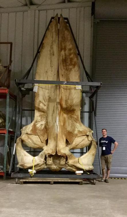 iheartvmt:  elegantbuffalo:  Blue Whale SkullPhoto by Travis Park (@blogozoic on Twitter)   Mind. blown.