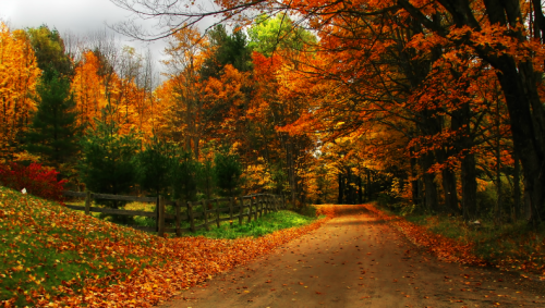 tulipnight:Vermont First Snow by Philip Miller