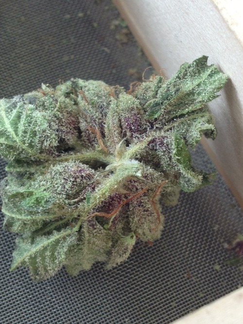 sobleedingquadrophenic:  methsmoke: purple kush 