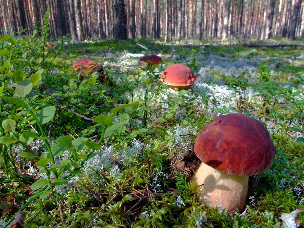 beckoningforest:  Boletus pinophilus Pilát &amp; Dermek, 1973 - Белый гриб