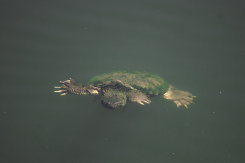 Scenes from the Southern bottomlands