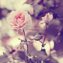 thefoxandtheghost:  Pink Rose on We Heart